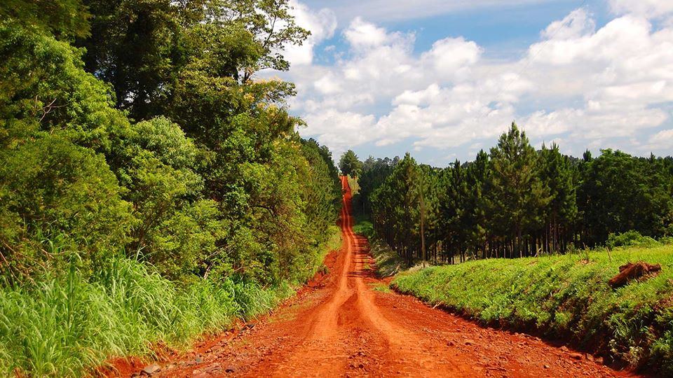 Estrada de terra vermelha entre pinheirais, Misiones