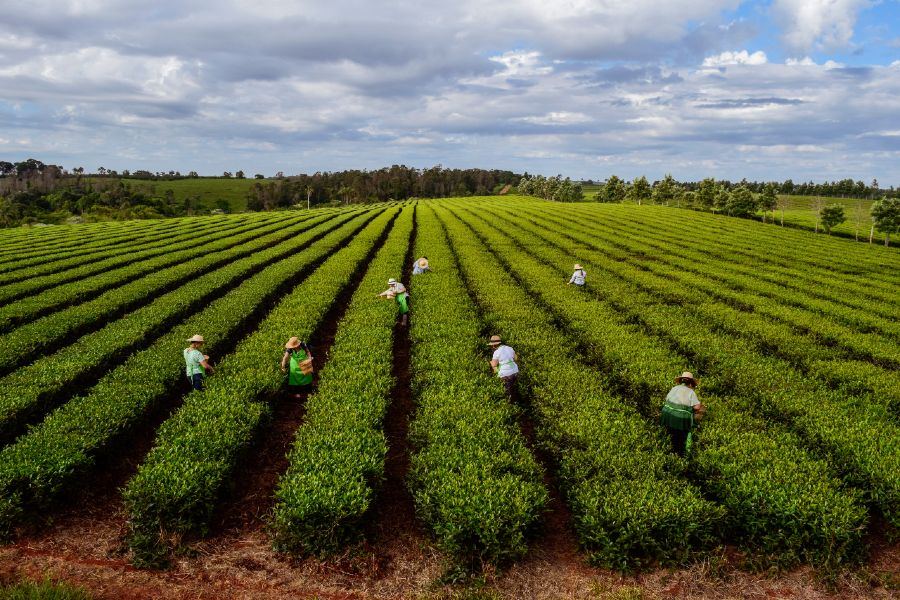 Colheita de chá, Misiones