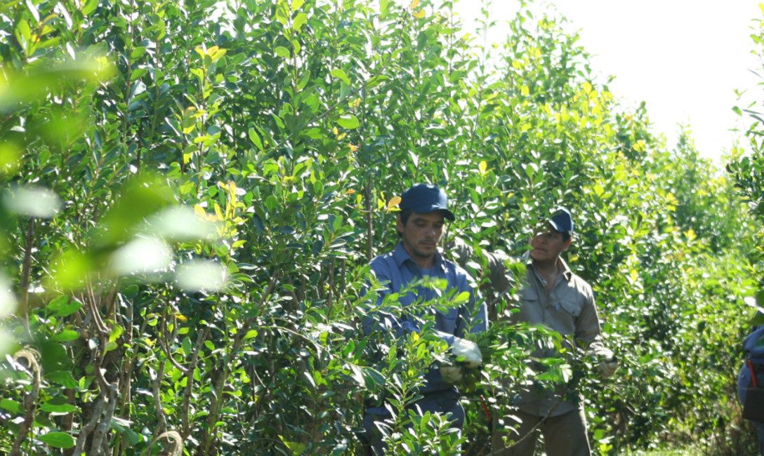 Erva-mate recém-colhida, Misiones
